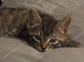 Tabby boy 9 w o 