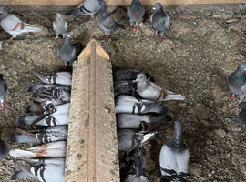 Pigeons