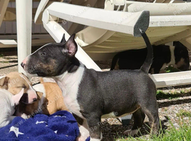 Beautiful English bull terrier puppies