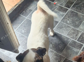 Beautiful jackrussel forsale
