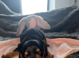 Dachshund x Cocker Spaniel (Cockerhund)
