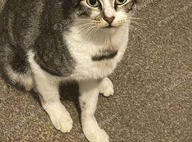 female cat nedds homing