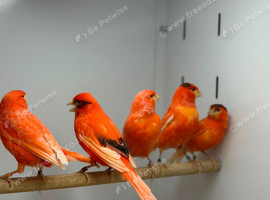 Red factor Canaries