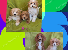 Beautiful Cavapoo Puppies