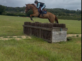 Showjumper/ all rounder