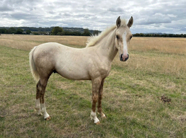 Sports Horse x colt to make 15.2h