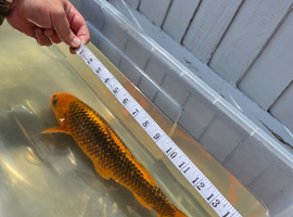 3 koi
