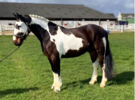 FLASH &ndash; 15.3hh | 5-Year-Old Draught Cross | The Ultimate Dream Horse