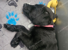 Black labrador puppies