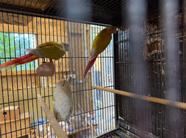 Suncheek conure pair