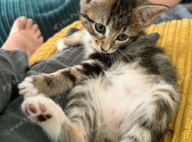 Kitten