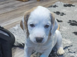 Amazing Cocker Spaniel Puppies