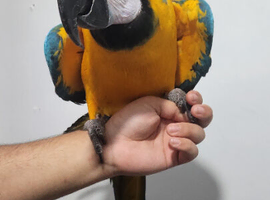Super silly tame blue gold macaw .