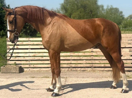 Show jump prospect - top bloodlines - riding away