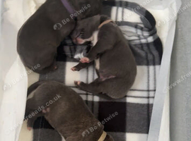 Pups