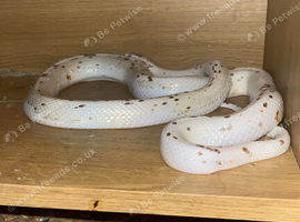 White male cornsnake for sale