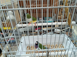 Gouldian Finches