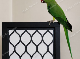 Indian Ringneck Parakeets &ndash; 4 Months Old