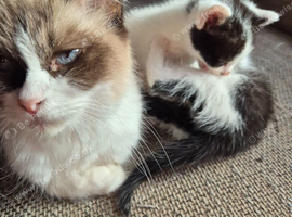 Cross ragdoll
