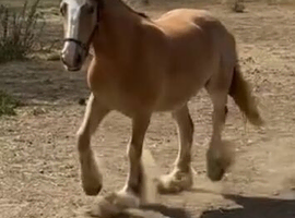 SILVER BAY DAPPLE FILLY