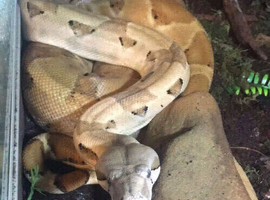 6ft female salmon boa