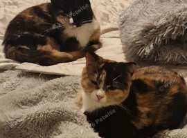Urgent older kitten/young cats needing new homes (please read)