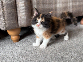 Maine Coon Kittens