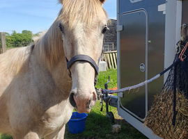 Irish draught - foal