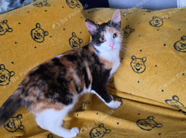 Calico girl