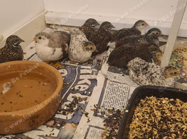 Lovely lot quails