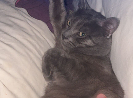 Male cat