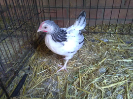 Lovely Pure Bred Light Sussex Bantam Cockerel 9 weeks old