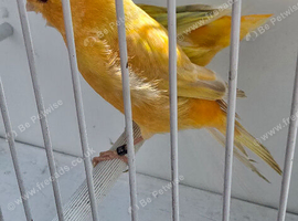 BEAUTIFUL PROVEN PAIR YELLOW ISABEL