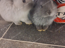 Two 8 week old male bunnie ready today
