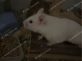 2 female Syrians hamsters with setup