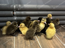 Indian Runner X Ducklings for sale