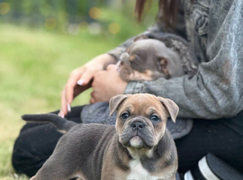 Female English bulldog puppies