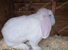 Rew french lop buck 10 months show stock