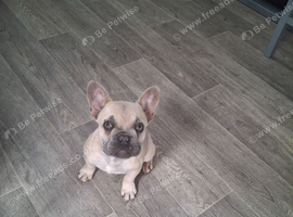 KC french bulldog pup