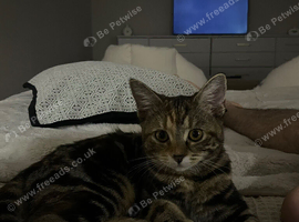 3.5 month old kitten for sale