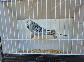 Male grey opaline budgie.
