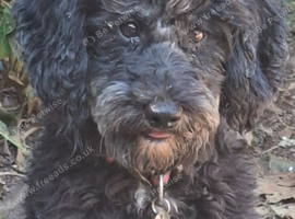 Very well behaved dog