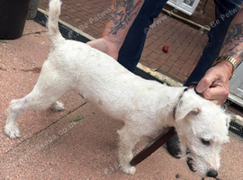 Parson Jack Russell