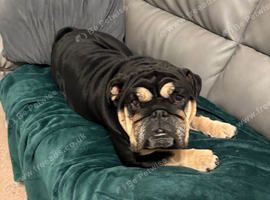3 year old bulldog