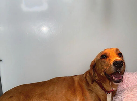 Beautiful Labrador Retriever puppies ready for rehoming.