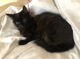 Black Longhaired male kitten for sale