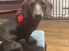8 months blue sausage
