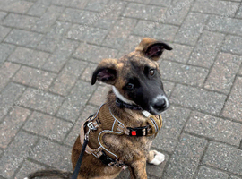 Belgian Malinois x whippet