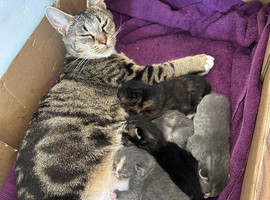 Stunning mixed breed kittens