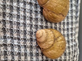 4 giant african land snails.
